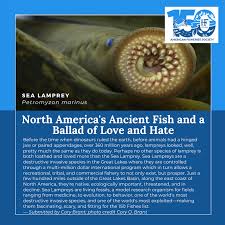 150 Fish Nominations 150 Years Of Afs
