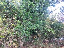 Image result for Tricalysia bagshawei