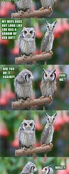 Maybe you would like to learn more about one of these? Owl On Drugs Quotes Quotesgram