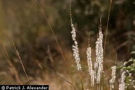 Image result for Digitaria appropinquata