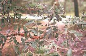 Image result for Apodanthaceae