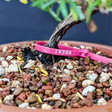 Image result for rosemary bonsai