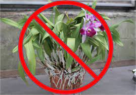 Repotting Cattleya Amp Other Sympodial Orchids Repotting Orchids Cattleya Growing Orchids