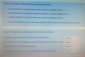 The middle part of spindle persists during cytokinesis. How Does Cytokinesis Differ Between Plant And Animal Chegg Com