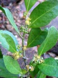 Image result for Suregada