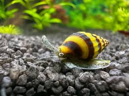 Image result for Ranalisma