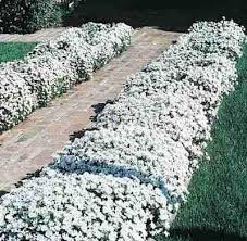 Candytuft Ground Cover Candytuft Snow Cone Classy Groundcovers Front Yard Landscaping Landscape Full Sun Perennials