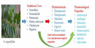 Image result for Suregada procera