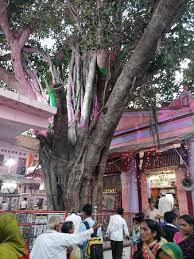 Swami samarth kara gajar gajar. This Is The Ancient Banayan Tree In Front Of The Swami Samarth Temple The Temple Is Also Called Vata Vriksha Maharaj Mandir Picture Of Akkalkot Swami Samarth Maharaj Temple Solapur Tripadvisor
