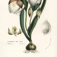 Image result for Hyperacanthus