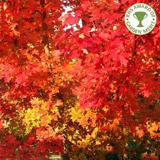 October glory® red maple is fast growing and can reach over 50 feet in height and gets beautiful red fall foliage. Acer Rubrum October Glory Buy Scarlet Or Red Maple Trees