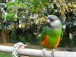 senegal parrot squishy in backyard talking senegal parrot talking parrots parrot