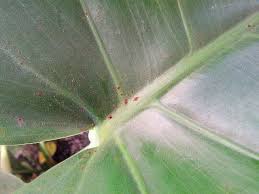 My monstera leaves are not splitting Monstera Deliciosa Plant With Brown Crud On The Leaves Gardening Landscaping Stack Exchange