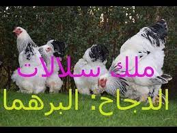 تعرف على دجاج البراهما وطريقة تربيته youtube animals goats