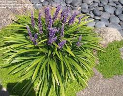 Image result for Lily Turf
