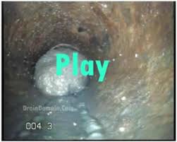 drain fly infestation, why drain flies