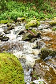 Graphic design and photography with very strong feelings for nature and music. Creek I Den Svart Skogen Tyskland Stockfoton Freeimages Com