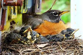 Why should you never touch a birds nest? Why Two American Robins Would Sit On Eggs In One Nest Birdwatching