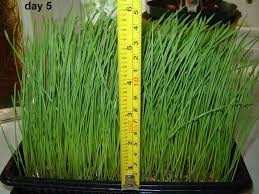 Price match guarantee + free shipping on eligible orders. Grow Your Own Wheatgrass 7 Steps With Pictures Instructables