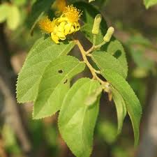 Image result for Grewia flavescens