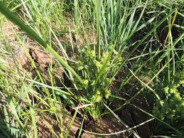 Image result for Courtoisina cyperoides