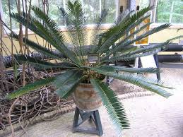 Image result for Encephalartos lebomboensis