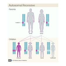 Nord guide to rare disorders. Emery Dreifuss Muscular Dystrophy Edmd Muscular Dystrophy News