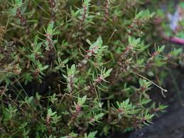 Image result for Bergia capensis