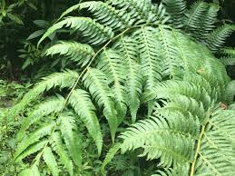 Image result for Cyatheaceae