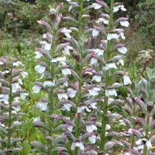 Buy top products on ebay. Acanthus Mollis Morning Candle Mount Venus Nursery