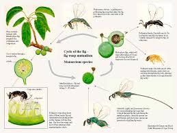 Illustration Describing The Cycle Of The Fig Fig Wasp Mutualism Wasp Fig Mutualism