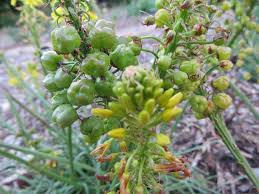 Image result for Trachyandra burkei