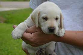 Akc labrador retriever puppies for sale looking for a black, yellow, or chocolate labrador retriever puppy? Akc Lab White Yellow Puppies For Sale In Jones Creek Texas Classified Americanlisted Com