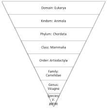 Alpaca Classification
