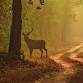 Women in Wild : Kanha Edition event image