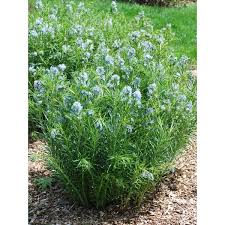 Our garden editors share expert advice on which blooming plants to try now. Amsonia Hubrichtii Thread Leaf Blue Star Perennial Size 1 Container Powdery Blue Flowers Buy Perennial Live Plant Flowering Plant Product On Alibaba Com