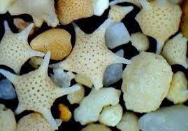 There are no public facilities at the. Mybestplace Hoshizuna No Hama The Starry Beach Of Okinawa