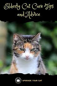 While your cat is considered elderly or geriatric, it probably still has a few good years left if it can overcome the stroke. Elderly Cat Care Tips And Advice Upgrade Your Cat