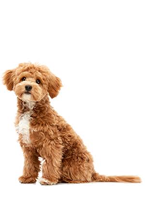 Care for Maltipo, brushing, bathing, and haircuts
