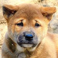 49 Chow Mixes Ideas Dogs Puppies Animals