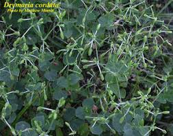 Image result for Drymaria