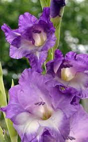Blooming In Buffalo Area Gardens Now Gladiolus Is Flower For August Gladiolus Violet Garden Gladiolus Flower