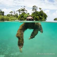 It Might Be Humpday But Here S A Swimming Pygmy Three Toed Sloth To Make You Smile Photo Thanks To Suzieszterhas For Vo Sloth Sloth Life Three Toed Sloth