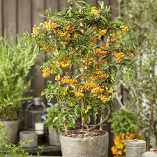 Image result for Pyracantha coccinea soleil d'or
