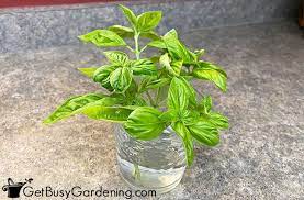Here, monty don demonstrates how to make pesto using fresh basil from the garden: Storing Fresh Basil Leaves Best Ways To Preserve