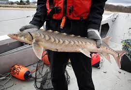 Scroll down to explore sturgill's lifespan and learn more about him and his brothers and sisters. Sturgeon America S Forgotten Dinosaurs Slowly Coming Back