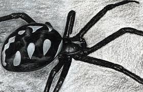 Black widow spider hand drawing. How To Draw A Black Widow Spider Step By Step Drawing Guide By Finalprodigy Dragoart Com