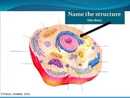 We did not find results for: Animal Plant Cell Diagram Flashcards Quizlet