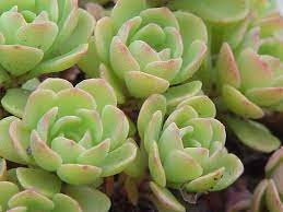 Some images are hidden because they can no longer be found or have been removed by the file host. Sedum Glaucophyllum Wikipedia