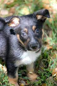 Use the search tool below and browse adoptable corgis! Corgi Puppies Colorado Rescue